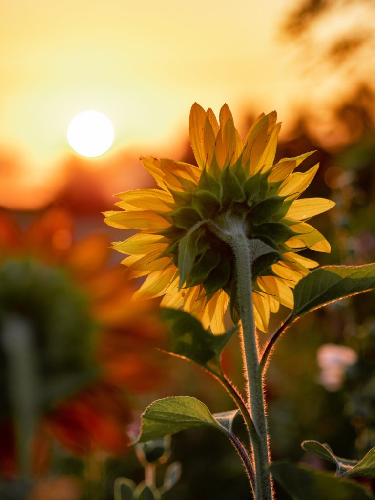 how-to-use-sunflower-oil-for-hair-and-skin